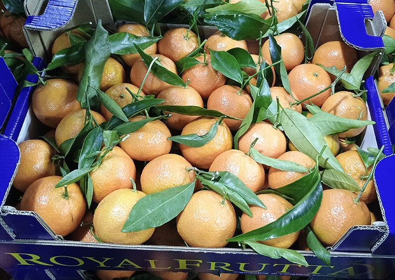 Clementine - Puglia - 1,80/2,00 euro al chilogrammo